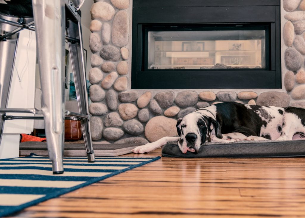 a dog lying on a rug