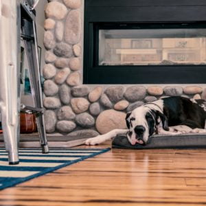a dog lying on a rug